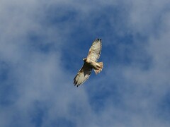 Buteo jamaicensis