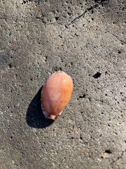 Notocypraea comptonii