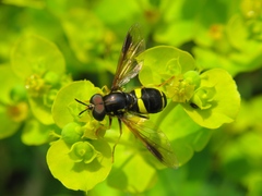 Chrysotoxum bicinctum