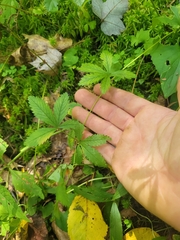 Potentilla simplex
