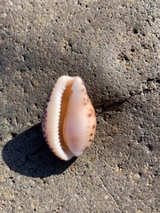 Notocypraea comptonii