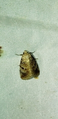 Diastema