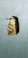 Diastema