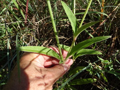 Froelichia floridana
