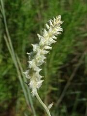 Froelichia floridana