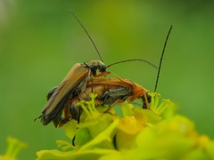 Oedemera podagrariae