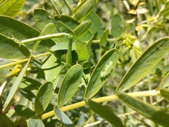 Stilpnochlora azteca