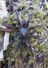Antrodiaetus pacificus