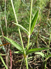 Froelichia floridana