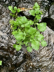 Nasturtium officinale