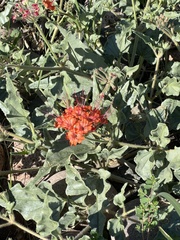 Nyctaginia capitata