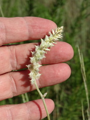 Froelichia floridana