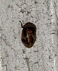 Clastoptera obtusa