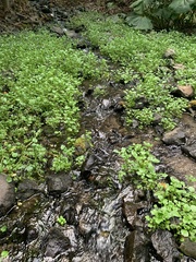 Nasturtium officinale