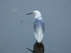 Egretta caerulea × thula