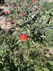 Nyctaginia capitata
