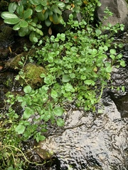 Nasturtium officinale