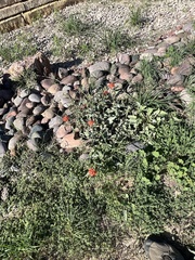 Nyctaginia capitata