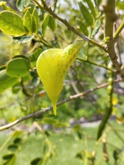 Phoebis philea