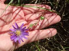 Symphyotrichum pratense