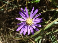 Symphyotrichum pratense