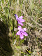 Elythranthera brunonis