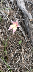 Caladenia × spectabilis