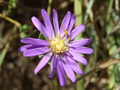 Symphyotrichum pratense