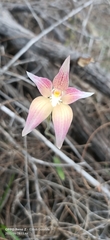 Caladenia × spectabilis