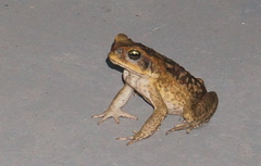 Rhinella marina
