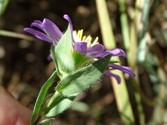 Symphyotrichum pratense