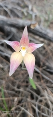 Caladenia × spectabilis