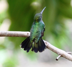 Chionomesa fimbriata