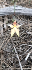 Caladenia × spectabilis