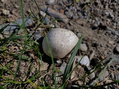 Agaricus campestris