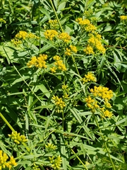 Euthamia graminifolia