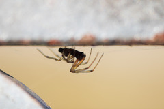 Latrodectus geometricus