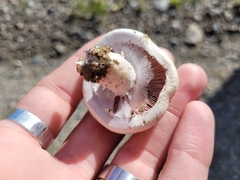 Agaricus campestris