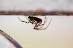 Latrodectus geometricus