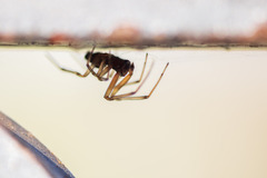 Latrodectus geometricus