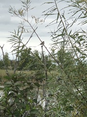 Poecile atricapillus image