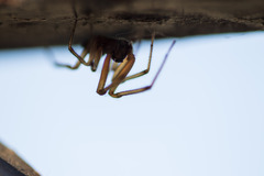 Latrodectus geometricus