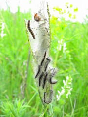 Acronicta geographica