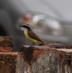 Pitangus sulphuratus