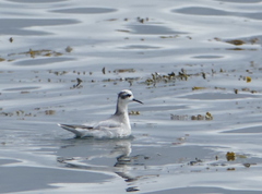 Phalaropus fulicarius