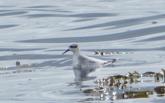 Phalaropus fulicarius