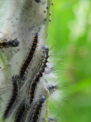 Acronicta geographica