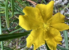 Hibbertia cunninghamii