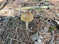 Amanita fulva