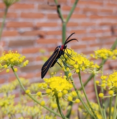 Ctenucha venosa